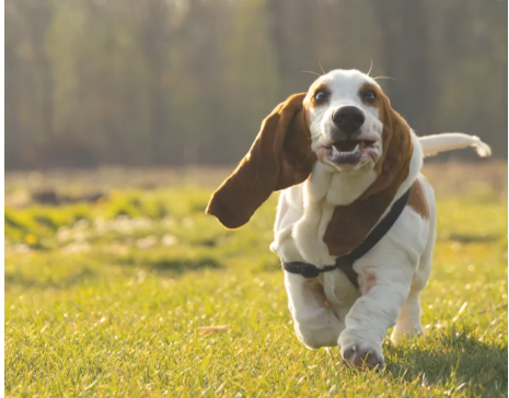 How To Find Healthy Puppies Near You