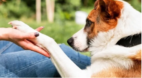 Five early dog arthritis symptoms